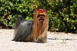 YORKSHIRE TERRIER 459